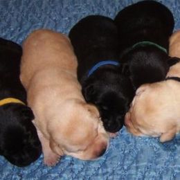 Labrador Retriever Puppies from PRAIRIESKY KENNELS
