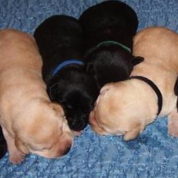 Labrador Retriever Puppies from PRAIRIESKY KENNELS