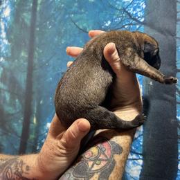 Silver wing - Gold brindle female Dutch Shepherd puppy in Lawtey, Florida from Berserker Malinois Kennel