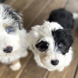 Sheepadoodle Puppies from River City Doodles TN