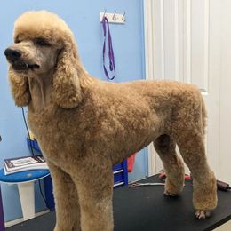 Echo - Poodle