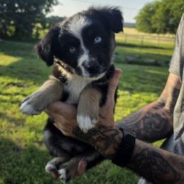 Steven - Black tri male Miniature Australian Shepherd puppy in Copperas Cove, Texas from Hidden Leaf Aussies