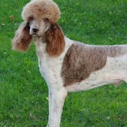Kurly - Poodle