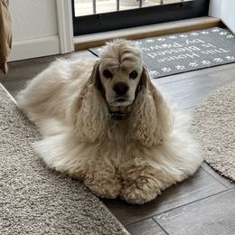 Zeus - Cocker Spaniel