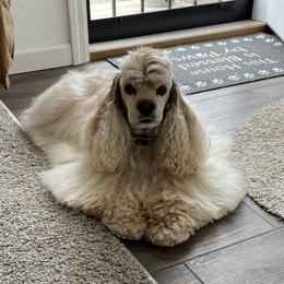 Zeus - Cocker Spaniel