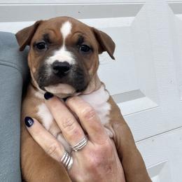 Vixen See Videos - Red female American Staffordshire Terrier puppy in Marietta, Georgia from Ambition Amstaffs