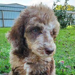 Goldendoodles from Hot Diggity Doodles