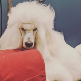 Poodles from Palladium Poodles