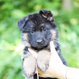 Purple Collar - Astra - Black and red female German Shepherd puppy in Augusta, West Virginia from Cricket Hollow Canines