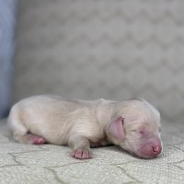 Dachshund Puppies from Dreamy Creamies