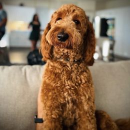 Teddy - Goldendoodle