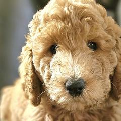 Double Doodles and Goldendoodles from Cute & Curly Doodles