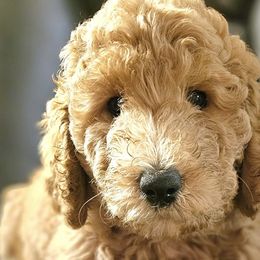 Double Doodles and Goldendoodles from Cute & Curly Doodles
