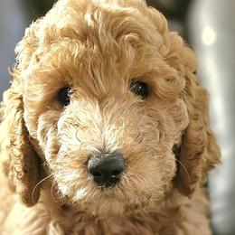 Double Doodles and Goldendoodles from Cute & Curly Doodles