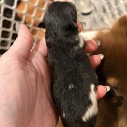 Tri girl - Tri-colored female Pomeranian puppy in Grass Lake, Michigan from Chantilly Lace Poms