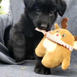 German Shepherd Puppies from Blue Line Shepherds