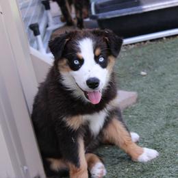 Chilli - Black tri-color female Australian Shepherd puppy in Sonoita, Arizona from Gardner Canyon Kennels