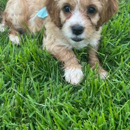 Ranger - Red and white male Cockapoo puppy in Elgin, Texas from Good Grief Doodles