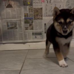 Rosetta - Black and tan female Shiba Inu puppy in Las Vegas, Nevada from GBs Shiba Inu's