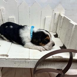 Walt - Black brown and white male Basset Hound puppy in Hurtsboro, Alabama from PARK’s Family Farm