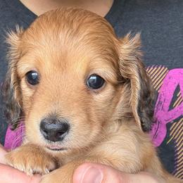 Snickerdoodle - Cream female Dachshund puppy in West Plains, Missouri from Little Legs Legacy