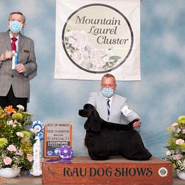 Luxe - Cocker Spaniel
