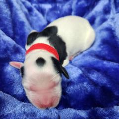 Boy 4 Red - White male Llewellin Setter puppy in North Dinwiddie, Virginia from Pups Furever