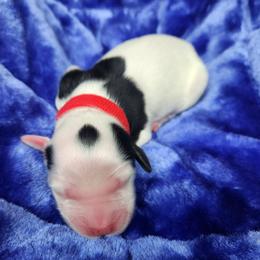 Boy 4 Red - White male Llewellin Setter puppy in North Dinwiddie, Virginia from Pups Furever