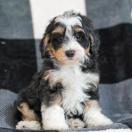 Nettle - Tri-color male Bernedoodle puppy in Dundee, Ohio from Down Home Doodle
