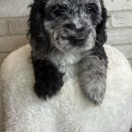 Ash - Merle male Cockapoo puppy in Mississippi from Ewing Acres