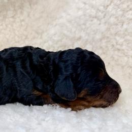 Meadow - Phantom female Poodle puppy in Peyton, Colorado from Fuzzybottoms Ranch LLC