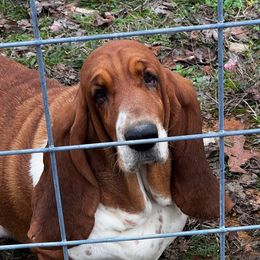 Maple - Mahogany and white female Basset Hound puppy in Red Bay, Alabama from Maple Street Bassets