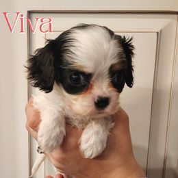 Viva - Tri-color female Cavalier King Charles Spaniel puppy in Rockville, Maryland from Skais the Limit Cavaliers