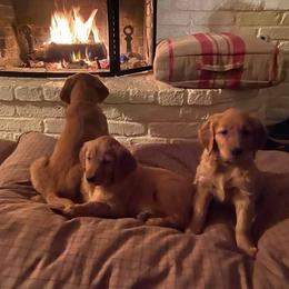 Golden Retriever Puppies from Rowan Retrievers