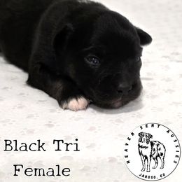 Cinder - Black tri female Miniature Australian Shepherd puppy in Jaroso, Colorado from Heaven Sent Aussies