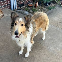 Maci - Collie