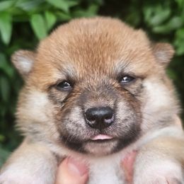 Elsie Jr. - Red female Shiba Inu puppy in Carpentersville, Illinois from Veronika's Shiba Inus
