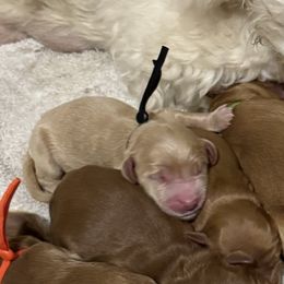 Charlie Brown (Black Collar) - Cream male Goldendoodle puppy in Bay City, Texas from Charming Doods