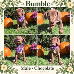 Bumble - Chocolate male Great Dane puppy in Norton, Ohio from Guilty Pleasure Great Danes & Frenchies