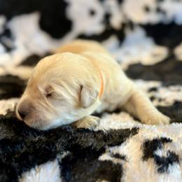 Everest - Light golden female Golden Retriever puppy in Oregon from Bliss Retrievers