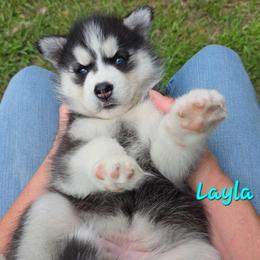 Layla - Agouti and white female Siberian Husky puppy in Meridian, Mississippi from JJ's Huskies