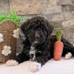 Vela - Brown female Lagotto Romagnolo puppy in West Jordan, Utah from Salt Lake Lagotto