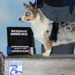 Sif BonBon (Sif) - Cardigan Welsh Corgi