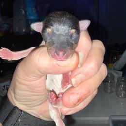 Chloe Pup 1 - White black and tan male Toy Fox Terrier puppy in Clermont, Florida from Debbie Hiles's Toy Fox Terriers