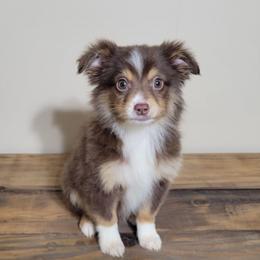 Cascade - Red tri male Miniature Australian Shepherd puppy in Missouri from B&M Cottonwood Canines