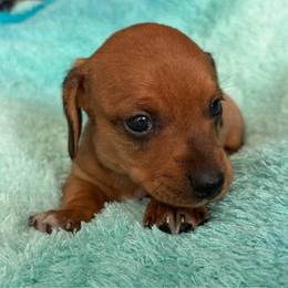 Boy 2 - Chocolate male Dachshund puppy in Cherokee, Oklahoma from Special “K” Dachshunds