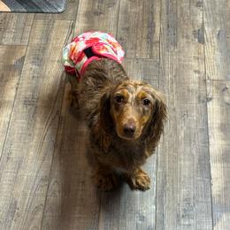 Peaches - Dachshund