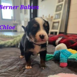 Chloe - Black rust and white female Bernese Mountain Dog puppy in Radcliffe, Iowa from Berner Babies
