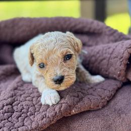 Carousel - Apricot male Goldendoodle puppy in Wharton, Texas from Little Fur Friends