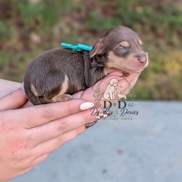 Noodles - Chocolate and cream female Dachshund puppy in Bremen, Georgia from Doodles & Doxies